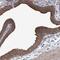 Mitochondrial Ribosomal Protein L38 antibody, NBP1-81673, Novus Biologicals, Immunohistochemistry paraffin image 