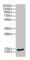 Natriuretic Peptide B antibody, CSB-PA07926A0Rb, Cusabio, Western Blot image 