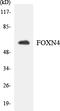 Forkhead Box N4 antibody, LS-C291959, Lifespan Biosciences, Western Blot image 