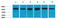Heat Shock Protein Family A (Hsp70) Member 8 antibody, STJ97375, St John