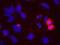 Tripartite Motif Containing 28 antibody, NB500-158, Novus Biologicals, Proximity Ligation Assay image 