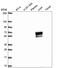 Acyl-CoA Synthetase Medium Chain Family Member 2A antibody, HPA057699, Atlas Antibodies, Western Blot image 