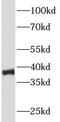 PCNA antibody, FNab06216, FineTest, Western Blot image 