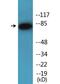 Component Of Inhibitor Of Nuclear Factor Kappa B Kinase Complex antibody, LS-C286260, Lifespan Biosciences, Western Blot image 