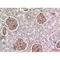 Bone Marrow Stromal Cell Antigen 2 antibody, LS-C387694, Lifespan Biosciences, Immunohistochemistry frozen image 