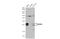 RNA Binding Protein, MRNA Processing Factor antibody, GTX118619, GeneTex, Western Blot image 
