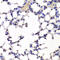 Integrator Complex Subunit 6 antibody, 22-368, ProSci, Immunohistochemistry frozen image 