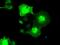 NIMA Related Kinase 6 antibody, GTX84058, GeneTex, Immunofluorescence image 