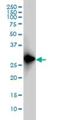 FSHD Region Gene 1 antibody, H00002483-M01, Novus Biologicals, Western Blot image 