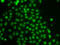 Thymocyte Selection Associated High Mobility Group Box antibody, LS-C346202, Lifespan Biosciences, Immunofluorescence image 