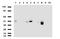 Programmed Cell Death 1 antibody, LS-C796948, Lifespan Biosciences, Western Blot image 