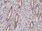 F11 Receptor antibody, NBP2-61562, Novus Biologicals, Immunohistochemistry paraffin image 