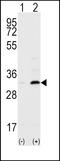 CD82 Molecule antibody, LS-C100497, Lifespan Biosciences, Western Blot image 