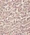 Transthyretin antibody, A00290, Boster Biological Technology, Immunohistochemistry paraffin image 