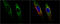 Heat Shock Protein Family E (Hsp10) Member 1 antibody, GTX115575, GeneTex, Immunocytochemistry image 