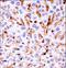 Mitogen-activated protein kinase 11 antibody, LS-C164464, Lifespan Biosciences, Immunohistochemistry paraffin image 