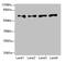 Cilia And Flagella Associated Protein 52 antibody, CSB-PA839781LA01HU, Cusabio, Western Blot image 