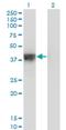 ICAD antibody, H00001676-M05, Novus Biologicals, Western Blot image 