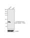 Von Willebrand Factor antibody, MA5-14029, Invitrogen Antibodies, Western Blot image 