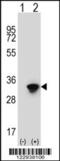 ELAV Like RNA Binding Protein 1 antibody, 63-722, ProSci, Western Blot image 