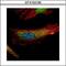 Programmed Cell Death 6 antibody, GTX102195, GeneTex, Immunofluorescence image 