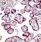 Caspase 1 antibody, PA1-26382, Invitrogen Antibodies, Immunohistochemistry frozen image 