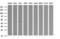 Ring Finger Protein 39 antibody, LS-C787925, Lifespan Biosciences, Western Blot image 