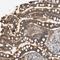 WD Repeat Domain 31 antibody, HPA019347, Atlas Antibodies, Immunohistochemistry paraffin image 