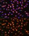NAD(P)H Quinone Dehydrogenase 1 antibody, GTX32756, GeneTex, Immunofluorescence image 