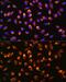 DT-diaphorase antibody, GTX32756, GeneTex, Immunofluorescence image 