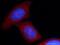 Mov10 RISC Complex RNA Helicase antibody, 10370-1-AP, Proteintech Group, Immunofluorescence image 
