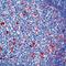 Lysozyme antibody, GTX72913, GeneTex, Immunohistochemistry frozen image 