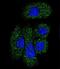 Serpin Family G Member 1 antibody, LS-C98408, Lifespan Biosciences, Immunofluorescence image 