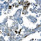 Hes Family BHLH Transcription Factor 1 antibody, AF3317, R&D Systems, Immunohistochemistry paraffin image 