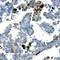 RHL antibody, AF3317, R&D Systems, Immunohistochemistry paraffin image 