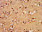 SRY-Box 3 antibody, LS-C671274, Lifespan Biosciences, Immunohistochemistry paraffin image 