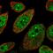 MSANTD2 antibody, HPA038695, Atlas Antibodies, Immunofluorescence image 