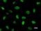 CREB Binding Protein antibody, LS-C342830, Lifespan Biosciences, Immunofluorescence image 