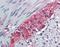 Taxilin Beta antibody, orb96675, Biorbyt, Immunohistochemistry paraffin image 
