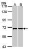 RIC8 Guanine Nucleotide Exchange Factor A antibody, PA5-21855, Invitrogen Antibodies, Western Blot image 