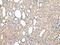 WD repeat-containing protein 85 antibody, PA5-51167, Invitrogen Antibodies, Immunohistochemistry frozen image 