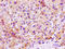 Microsomal Glutathione S-Transferase 1 antibody, LS-C670237, Lifespan Biosciences, Immunohistochemistry paraffin image 