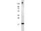 Interleukin 7 antibody, B01902, Boster Biological Technology, Western Blot image 