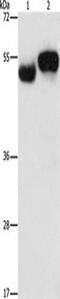 Archaelysin Family Metallopeptidase 1 antibody, TA350876, Origene, Western Blot image 