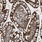 GrpE Like 2, Mitochondrial antibody, NBP1-85099, Novus Biologicals, Immunohistochemistry paraffin image 