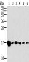 60S acidic ribosomal protein P2 antibody, CSB-PA558649, Cusabio, Western Blot image 