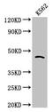 Cell Division Cycle 37 antibody, CSB-PA613684LA01HU, Cusabio, Western Blot image 