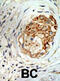 Methyl-CpG Binding Domain Protein 3 antibody, abx025698, Abbexa, Immunohistochemistry frozen image 