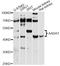 Aminoadipate Aminotransferase antibody, LS-C748150, Lifespan Biosciences, Western Blot image 