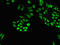 Signal Transducer And Activator Of Transcription 4 antibody, LS-C679667, Lifespan Biosciences, Immunofluorescence image 